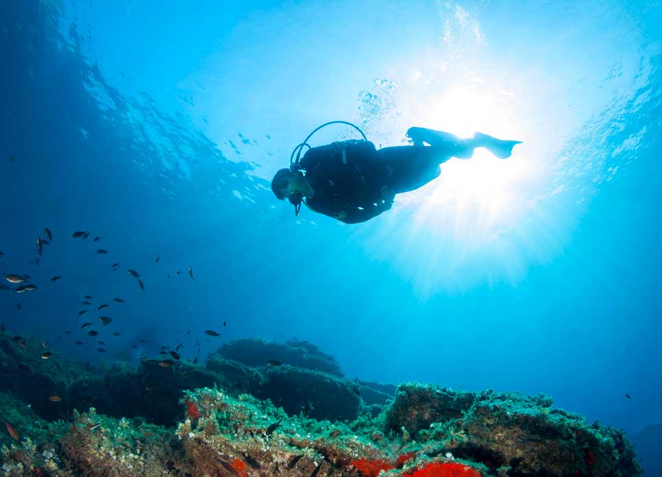 Exploration des fonds marins de Palombaggia un spectacle sous-marin